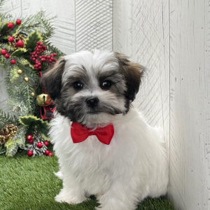 Havanese Puppy Uriah