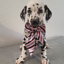 Dalmatian Puppy Aurora