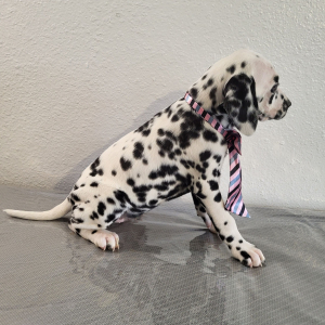 Dalmatian Puppy Aurora