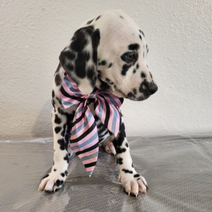 Dalmatian Puppy Aurora