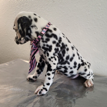 Dalmatian Puppy Aurora