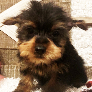 Yorkshire Terrier Puppy Bryce