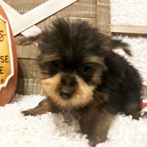 Yorkshire Terrier Puppy Bryce