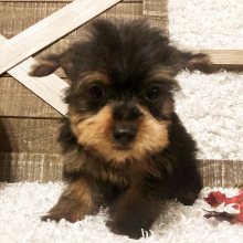 Yorkshire Terrier Puppy Bryce