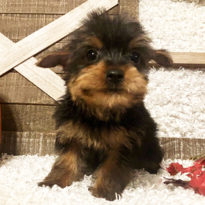 Yorkshire Terrier Puppy Bryce