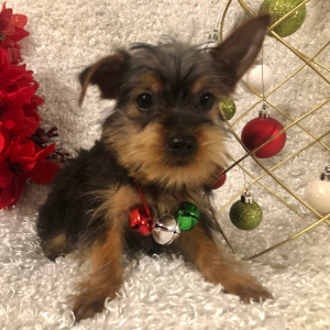 Yorkshire Terrier Puppy Bryce