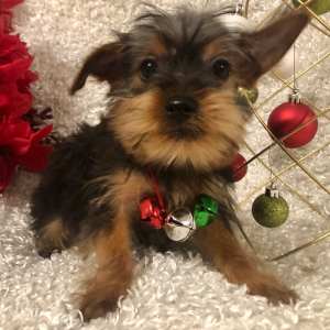 Yorkshire Terrier Puppy Bryce