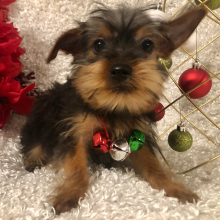 Yorkshire Terrier Puppy Bryce
