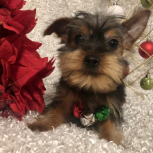 Yorkshire Terrier Puppy Bryce
