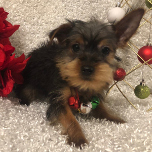 Yorkshire Terrier Puppy Bryce