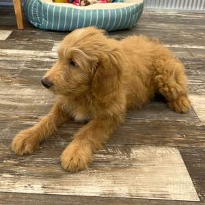 Goldendoodle Puppy Jacob