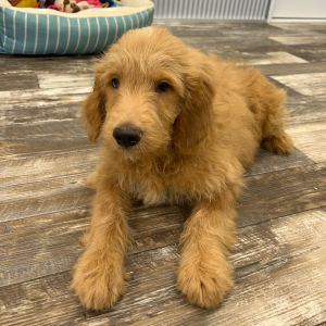 Goldendoodle Puppy Jacob