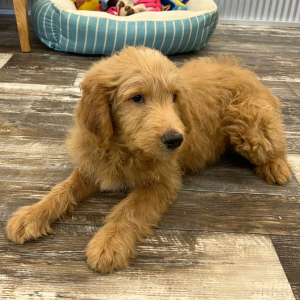 Goldendoodle Puppy Jacob