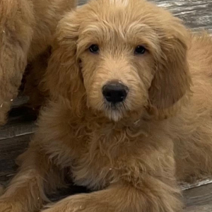 Goldendoodle Puppy Jacob