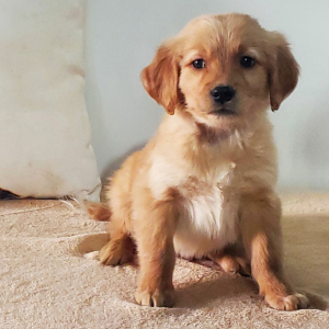 Golden Retriever Puppy Buster