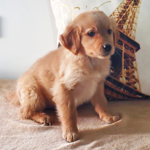 Golden Retriever Puppy Buster