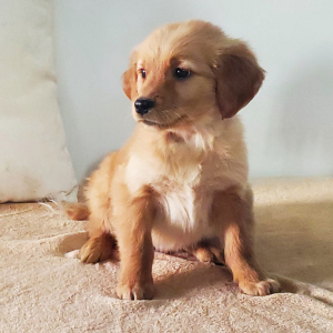 Golden Retriever Puppy Buster