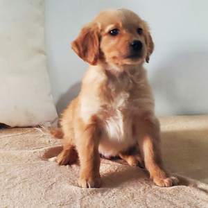 Golden Retriever Puppy Buster