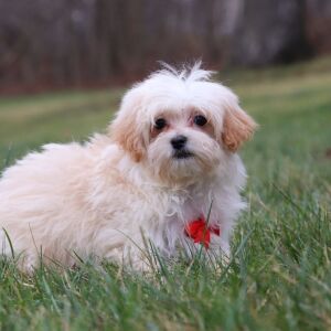 Maltipoo Puppy Noah
