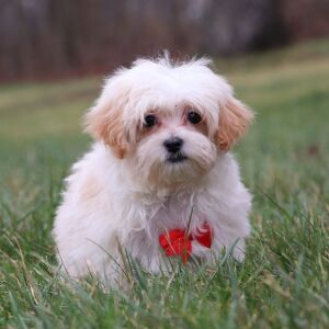 Maltipoo Puppy Noah