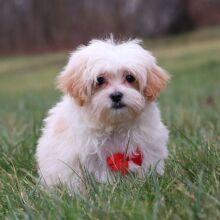 Maltipoo Puppy Noah