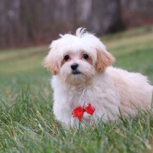 Maltipoo Puppy Noah