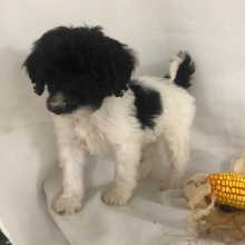Labradoodle Puppy Nehemiah