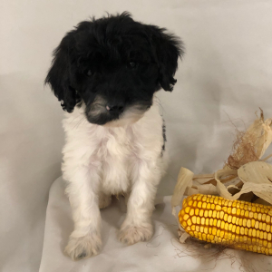 Labradoodle Puppy Nehemiah