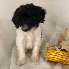 Labradoodle Puppy Nehemiah