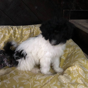 Labradoodle Puppy Nehemiah