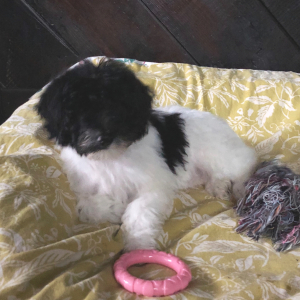Labradoodle Puppy Nehemiah