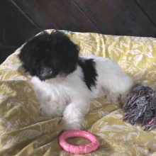 Labradoodle Puppy Nehemiah