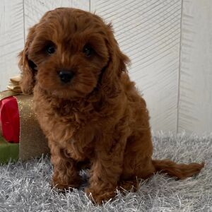 Cavapoo Puppy Sharon