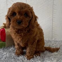 Cavapoo Puppy Sharon