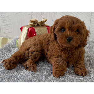 Cavapoo Puppy Sharon
