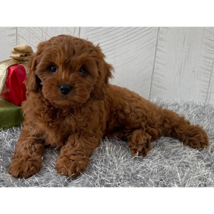 Cavapoo Puppy Sharon
