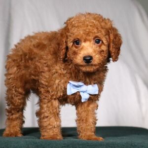 Poodle Puppy Buick