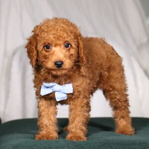Poodle Puppy Buick