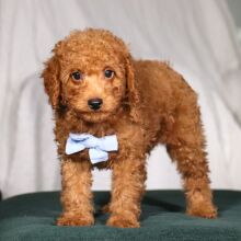 Poodle Puppy Buick