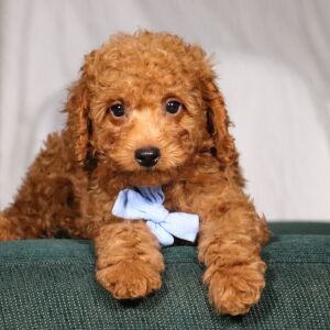 Poodle Puppy Buick