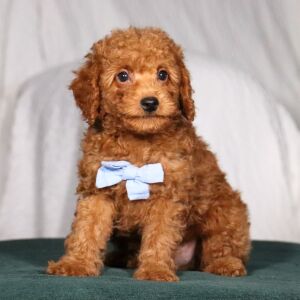 Poodle Puppy Buick