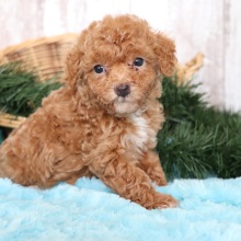 Poodle Puppy Ozzy