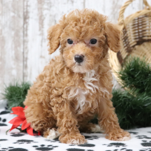 Poodle Puppy Ozzy