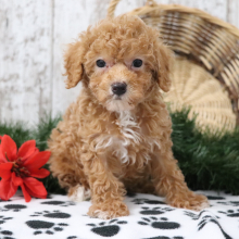 Poodle Puppy Ozzy