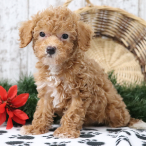 Poodle Puppy Ozzy