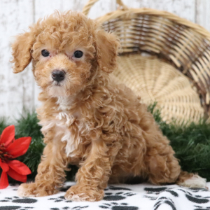 Poodle Puppy Ozzy