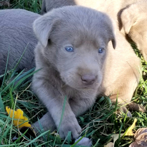 Labrador Retriever Puppy Sparky
