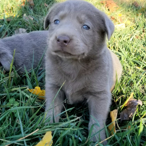 Labrador Retriever Puppy Sparky