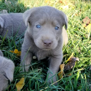 Labrador Retriever Puppy Sparky