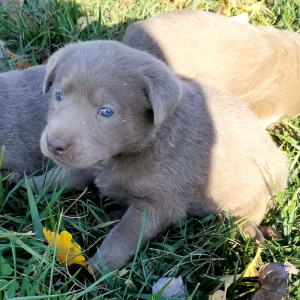 Labrador Retriever Puppy Sparky